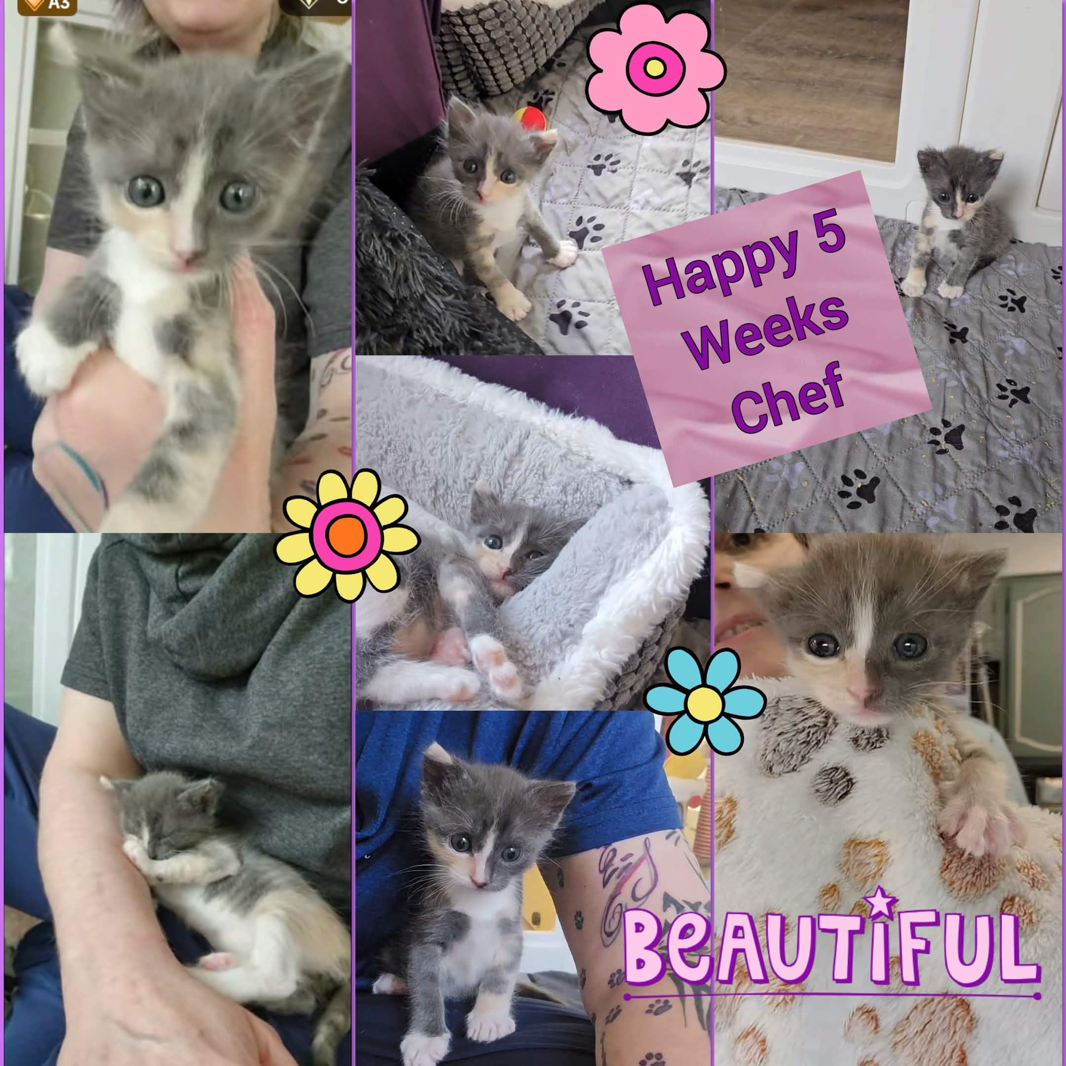 Chef, a ADOPTABLE Domestic Short Hair in Lacey, WA image 4/6
