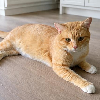 TERRY, a Adoptable Domestic Short Hair in Oakland Park, FL image 1/4