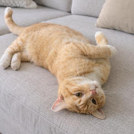 TERRY, a Adoptable Domestic Short Hair in Oakland Park, FL image 3/4