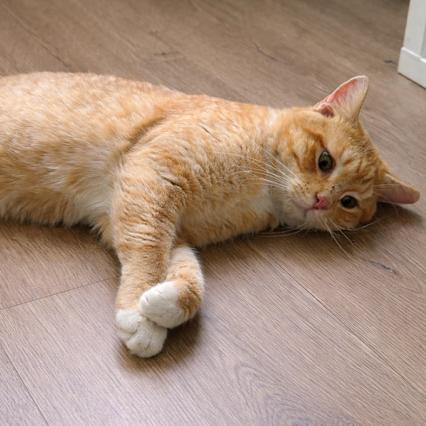 TERRY, a Adoptable Domestic Short Hair in Oakland Park, FL image 4/4