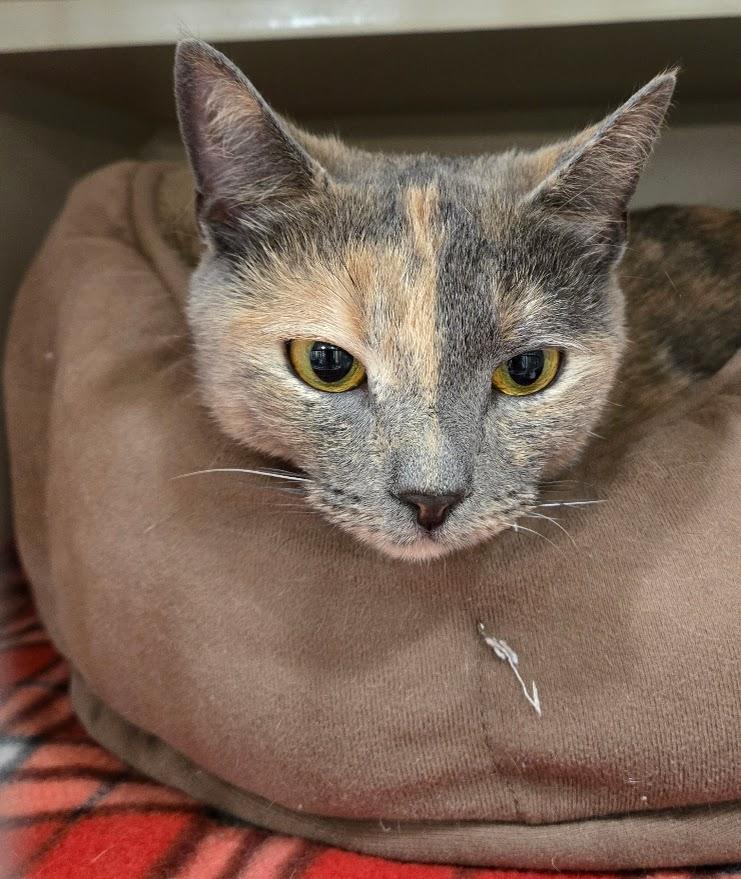 Enlarge Dory, an adopted Dilute Tortoiseshell in New Rochelle, NY image 2/2