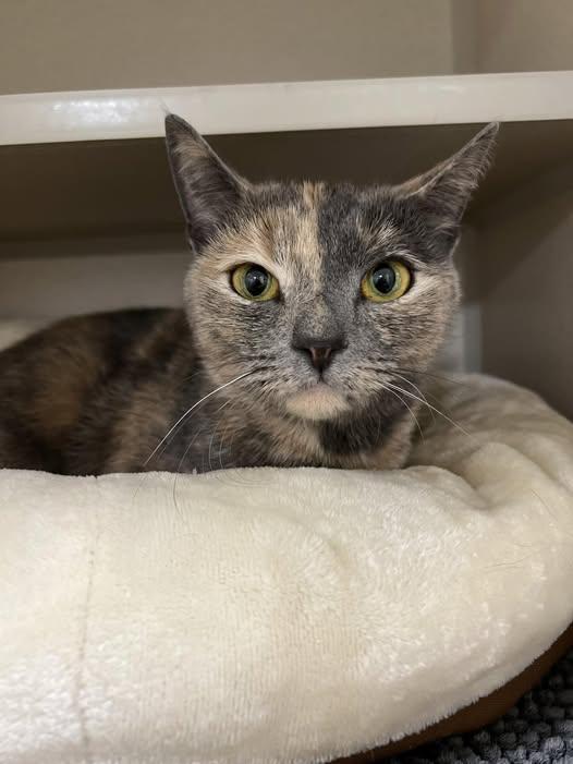 Enlarge Dory, an adopted Dilute Tortoiseshell in New Rochelle, NY image 1/2
