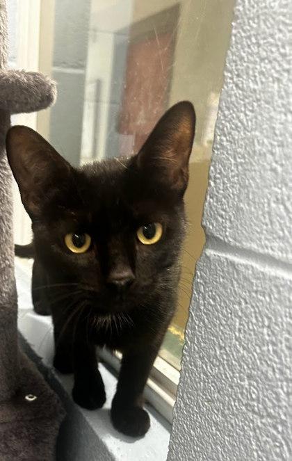 Enlarge Happy, a Adoptable mixed breed in Munster, IN image 1/1