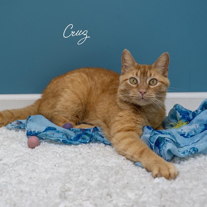 Cruz, Adoptable, Adult Male Domestic Short Hair.