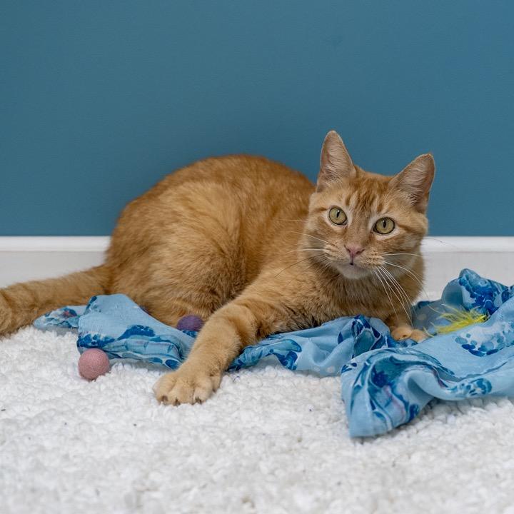 Cruz, a Adoptable Domestic Short Hair in Pekin, IL image 2/4