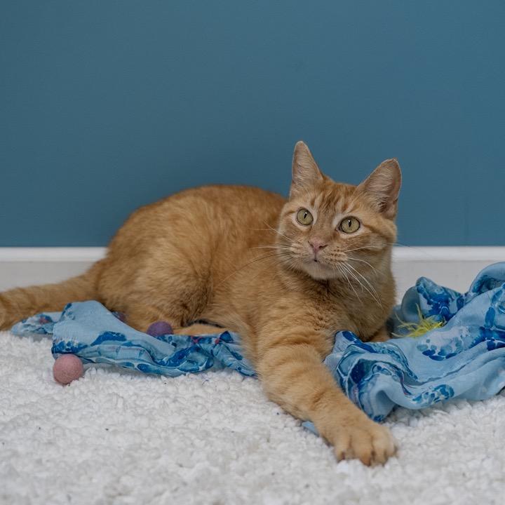 Cruz, a Adoptable Domestic Short Hair in Pekin, IL image 3/4