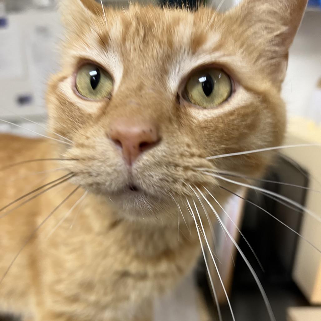 Cruz, a Adoptable Domestic Short Hair in Pekin, IL image 4/4