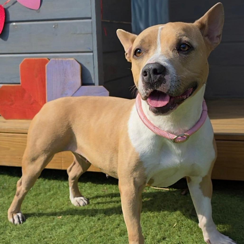 Enlarge Leah, a Adoptable Mixed Breed in Jacksonville Beach, FL image 1/6