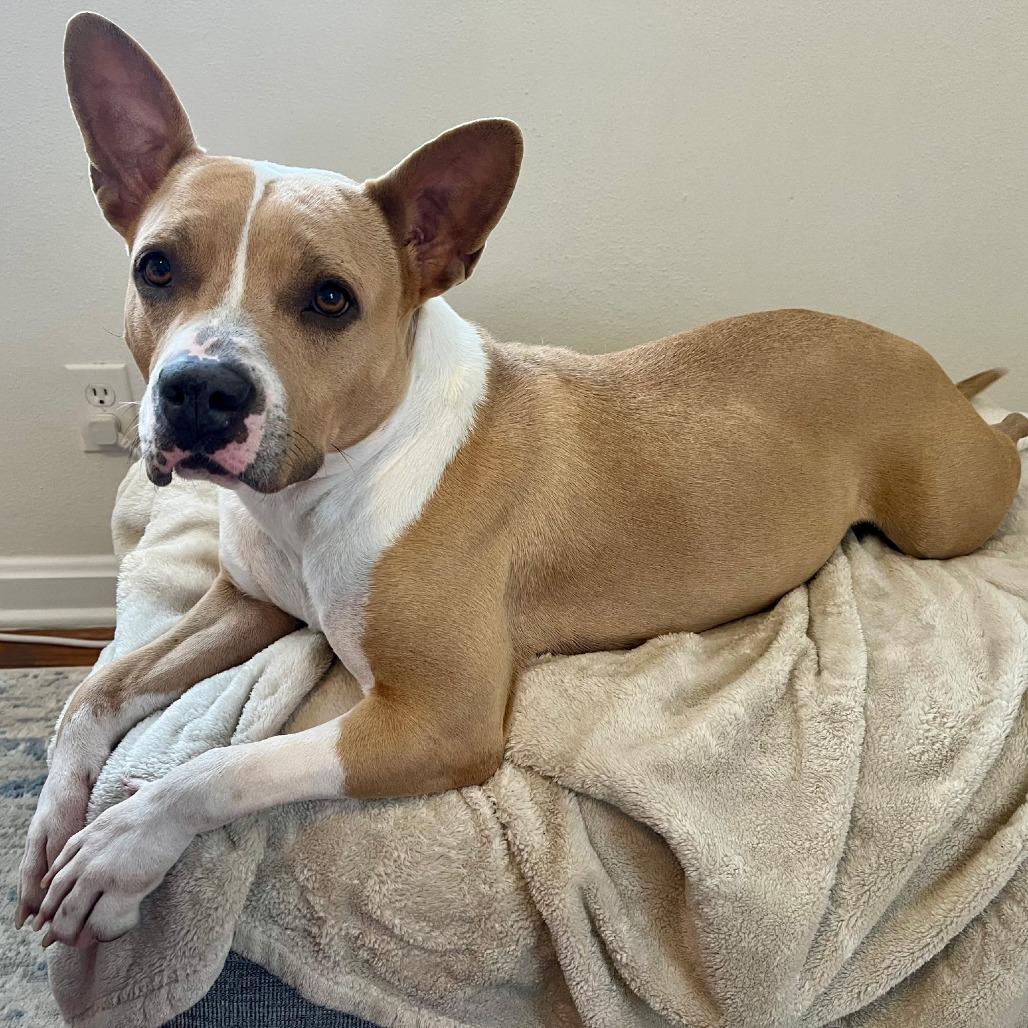 Enlarge Leah, a Adoptable Mixed Breed in Jacksonville Beach, FL image 2/6