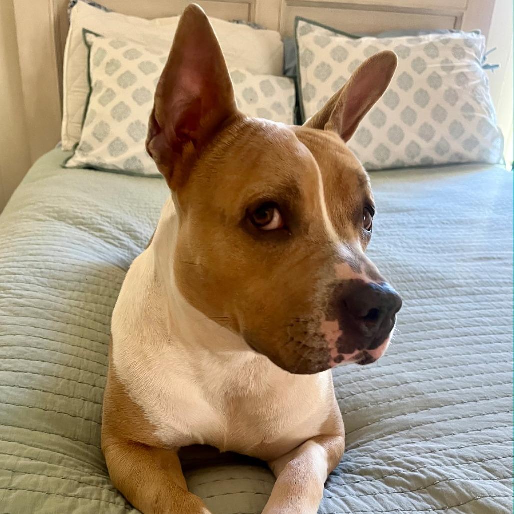 Enlarge Leah, a Adoptable Mixed Breed in Jacksonville Beach, FL image 3/6