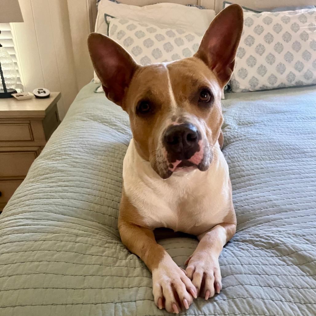 Enlarge Leah, a Adoptable Mixed Breed in Jacksonville Beach, FL image 5/6