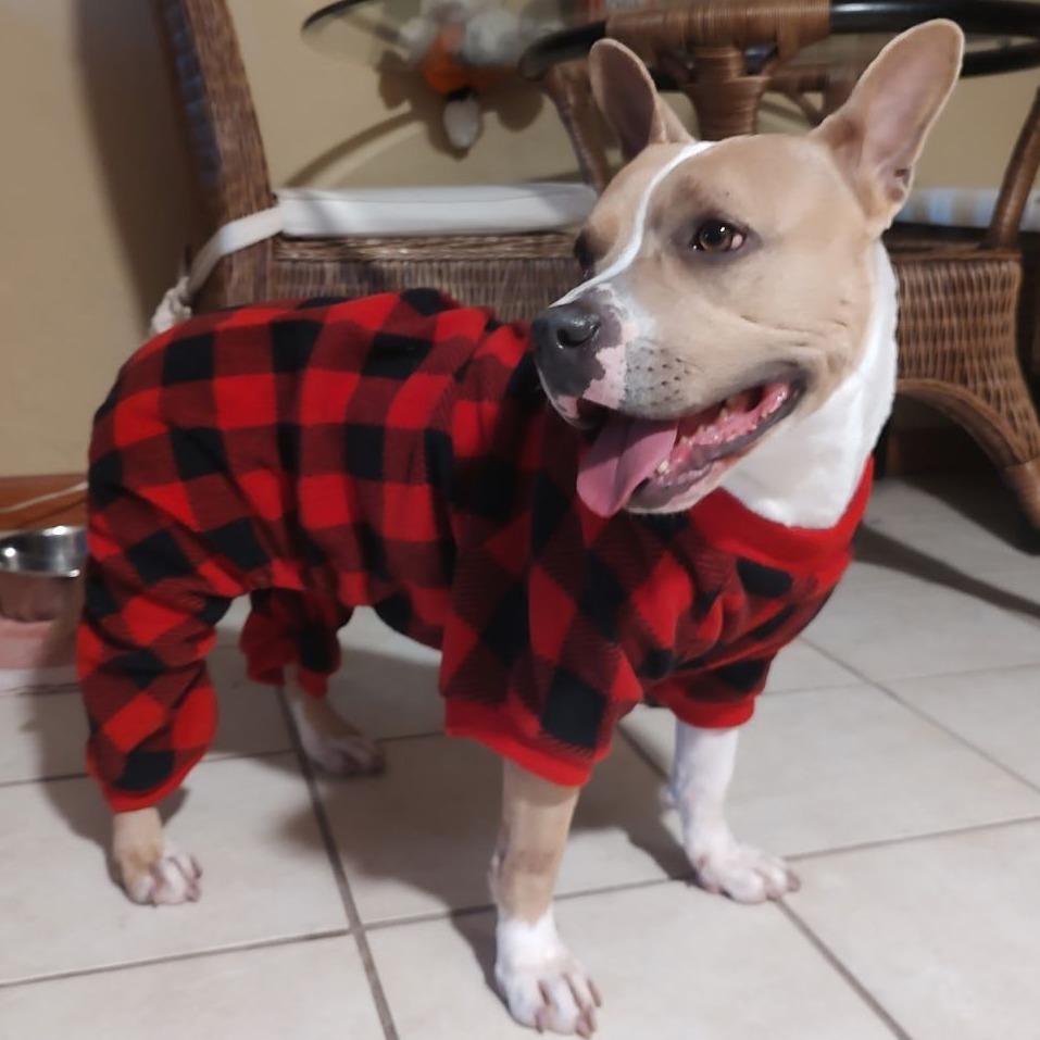 Enlarge Leah, a Adoptable Mixed Breed in Jacksonville Beach, FL image 6/6