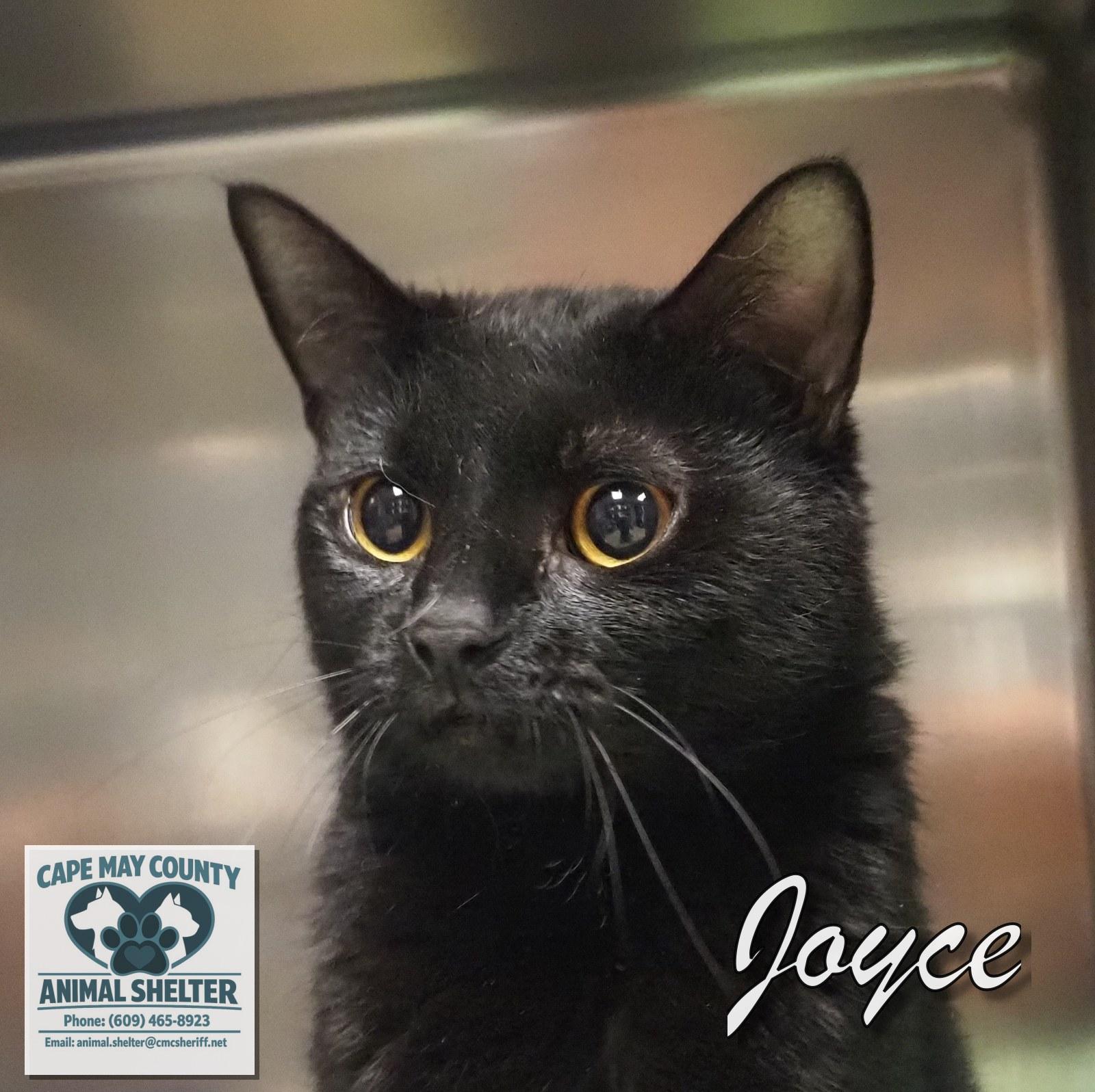 Enlarge Joyce, a ADOPTABLE Domestic Short Hair in Cape May Court House, NJ image 4/4
