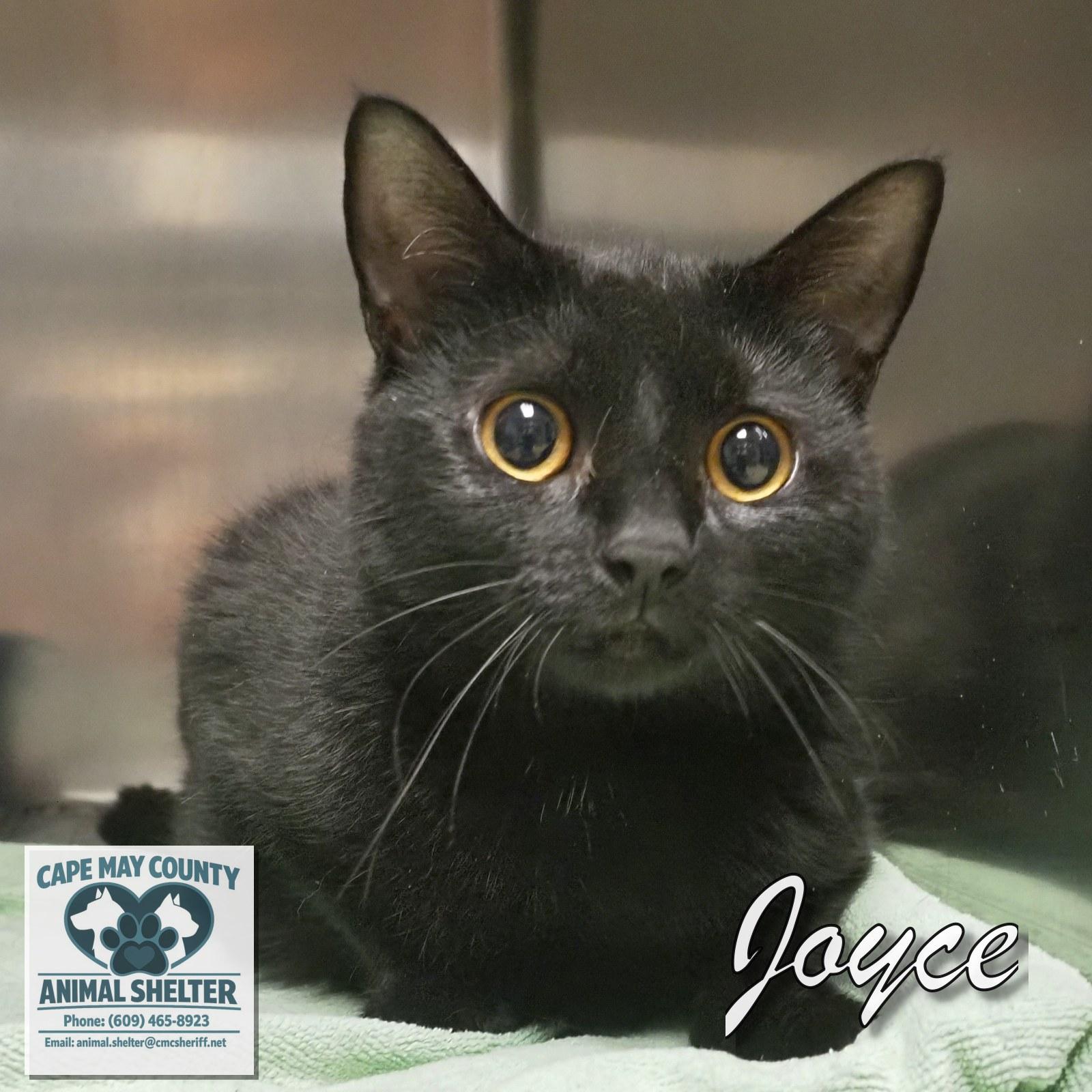 Enlarge Joyce, a ADOPTABLE Domestic Short Hair in Cape May Court House, NJ image 1/4