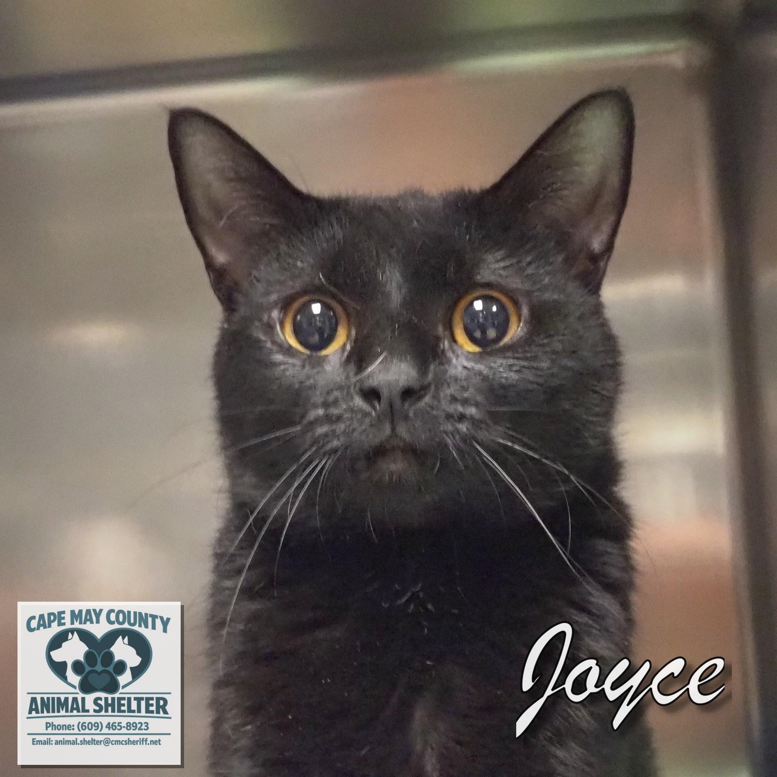 Enlarge Joyce, a ADOPTABLE Domestic Short Hair in Cape May Court House, NJ image 3/4
