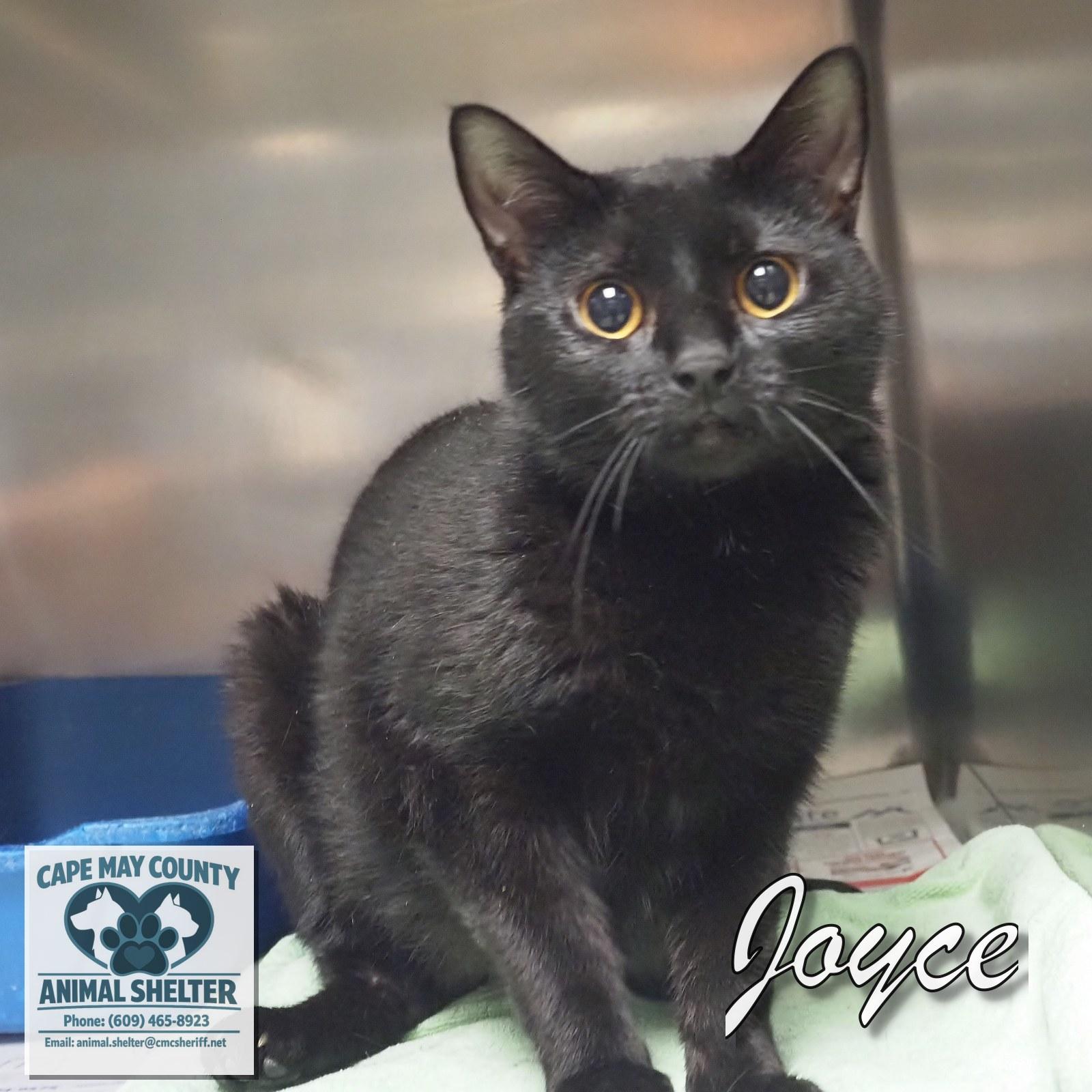 Enlarge Joyce, a ADOPTABLE Domestic Short Hair in Cape May Court House, NJ image 2/4