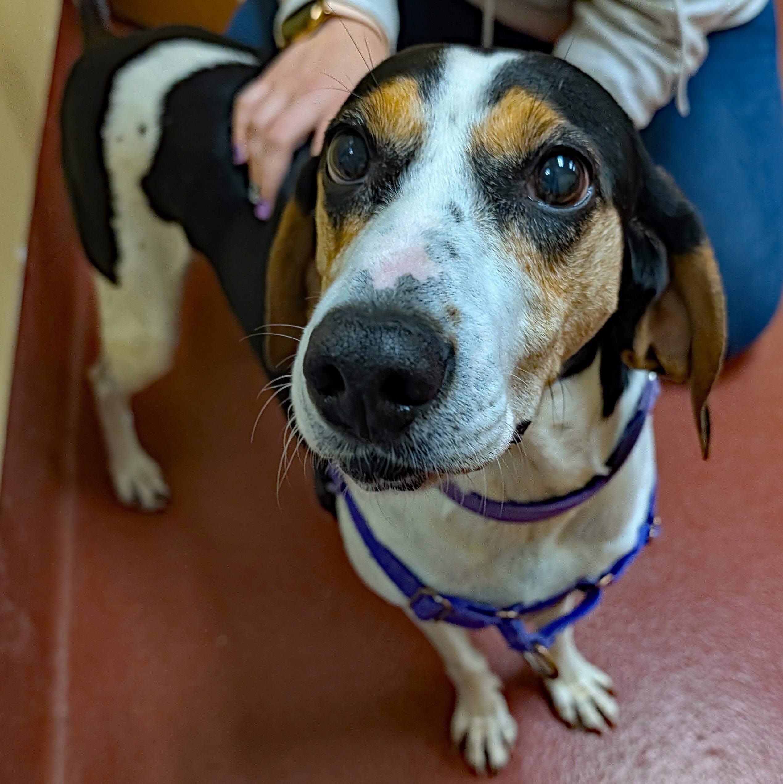 Tequila, Adoptable, Adult Female Treeing Walker Coonhound.