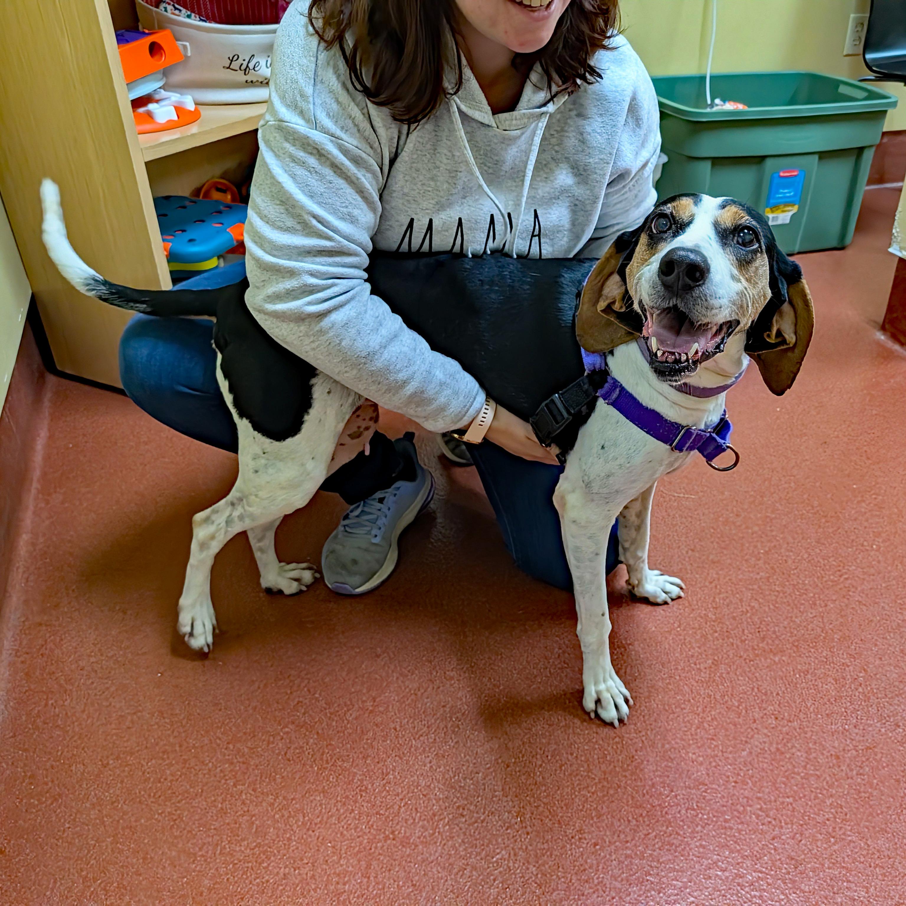 Enlarge Tequila, a Adoptable Treeing Walker Coonhound in Accident, MD image 3/6