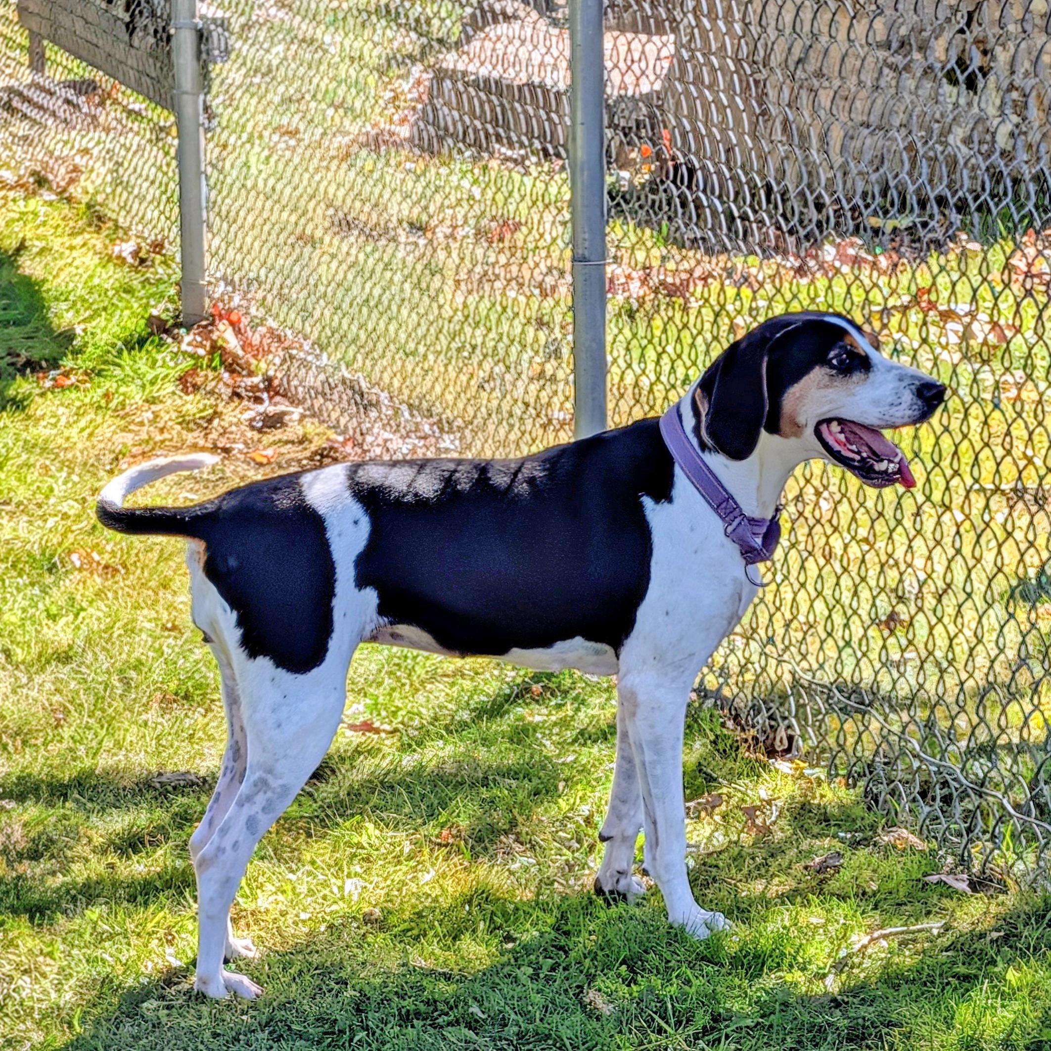 Enlarge Tequila, a Adoptable Treeing Walker Coonhound in Accident, MD image 5/6