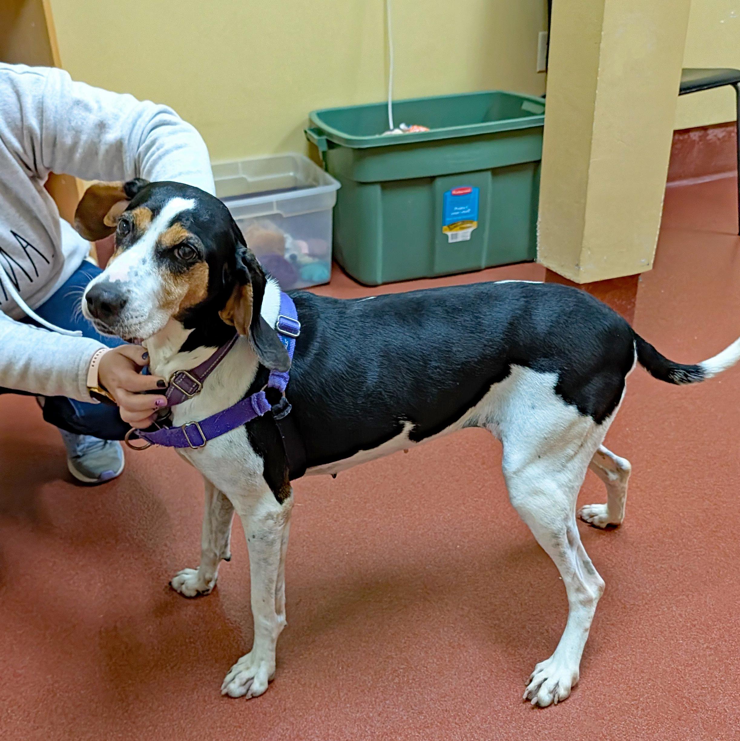 Enlarge Tequila, a Adoptable Treeing Walker Coonhound in Accident, MD image 6/6