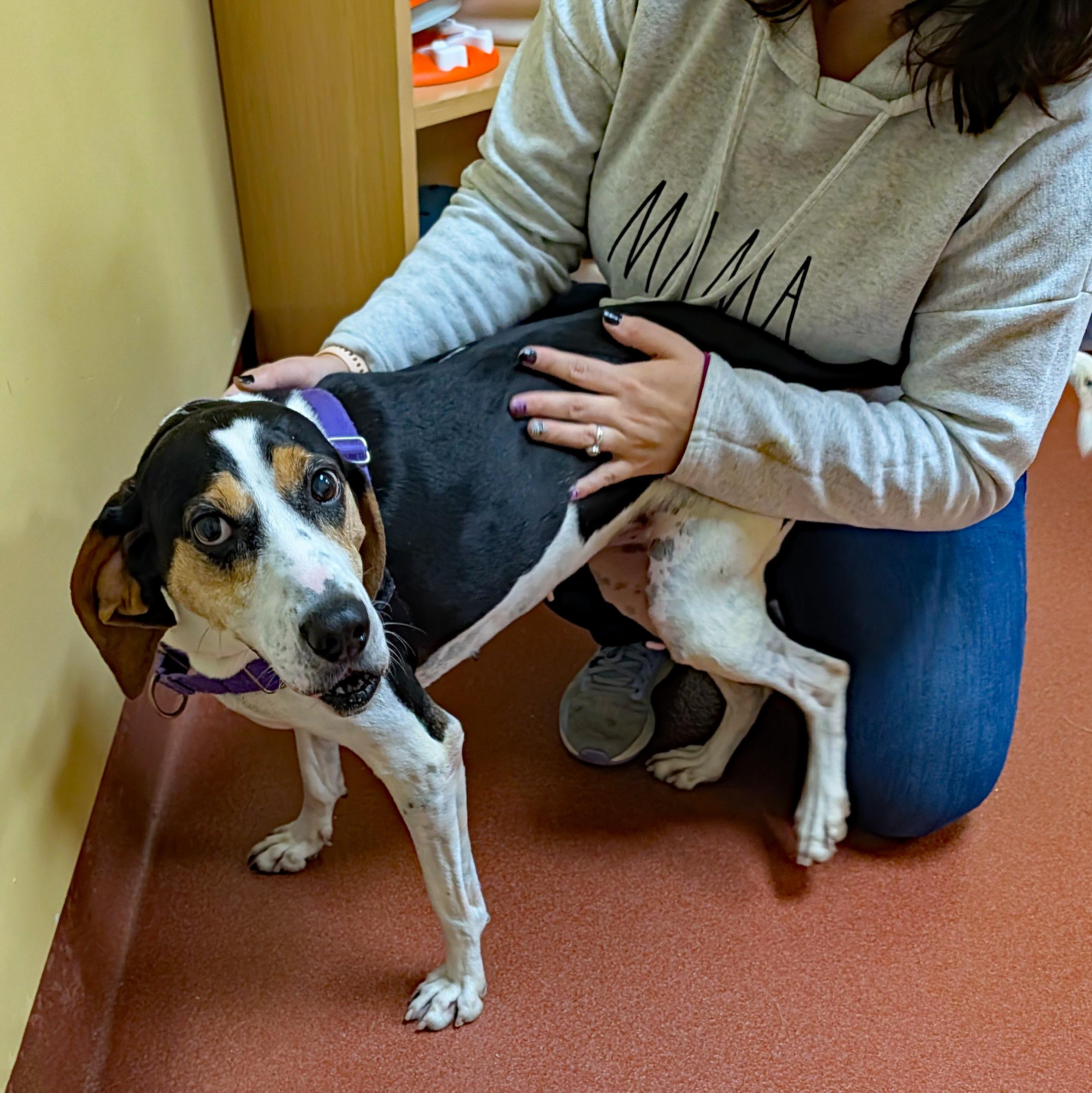 Enlarge Tequila, a Adoptable Treeing Walker Coonhound in Accident, MD image 4/6