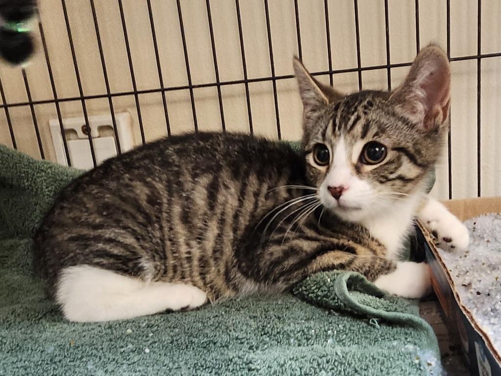 Enlarge Sierra Mist, an adoptable Domestic Short Hair in Sayreville, NJ image 2/3