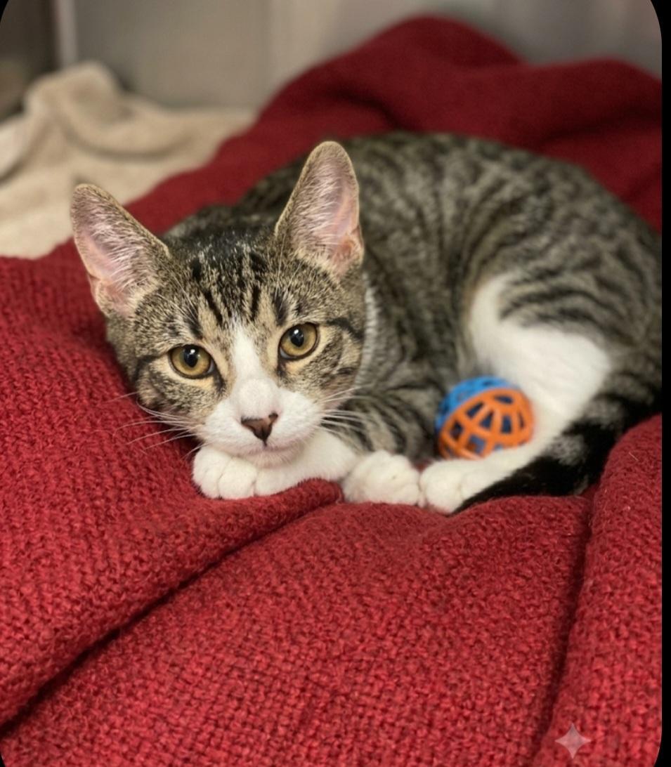 Sierra Mist, adoptable, Kitten Female Domestic Short Hair.