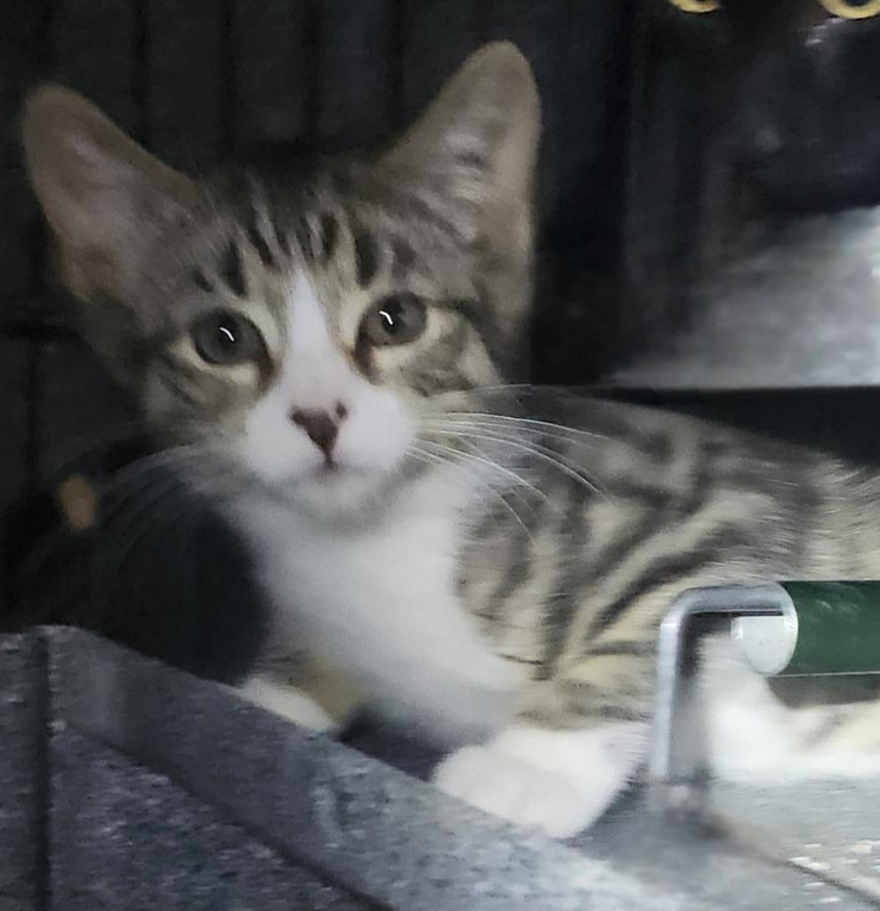 Enlarge Sierra Mist, an adoptable Domestic Short Hair in Sayreville, NJ image 3/3