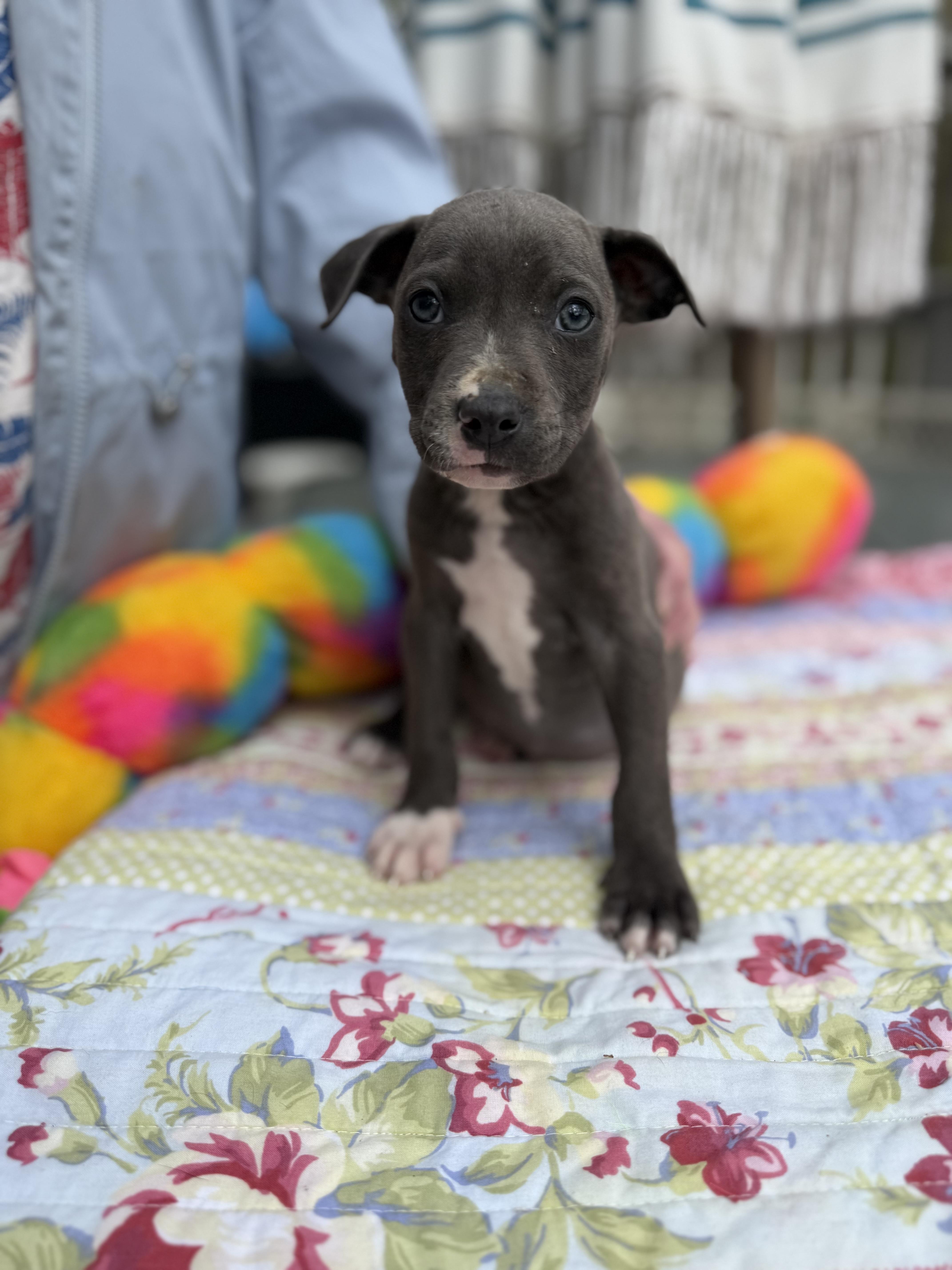 Franky, ADOPTABLE, Puppy Male Boxer & Terrier.