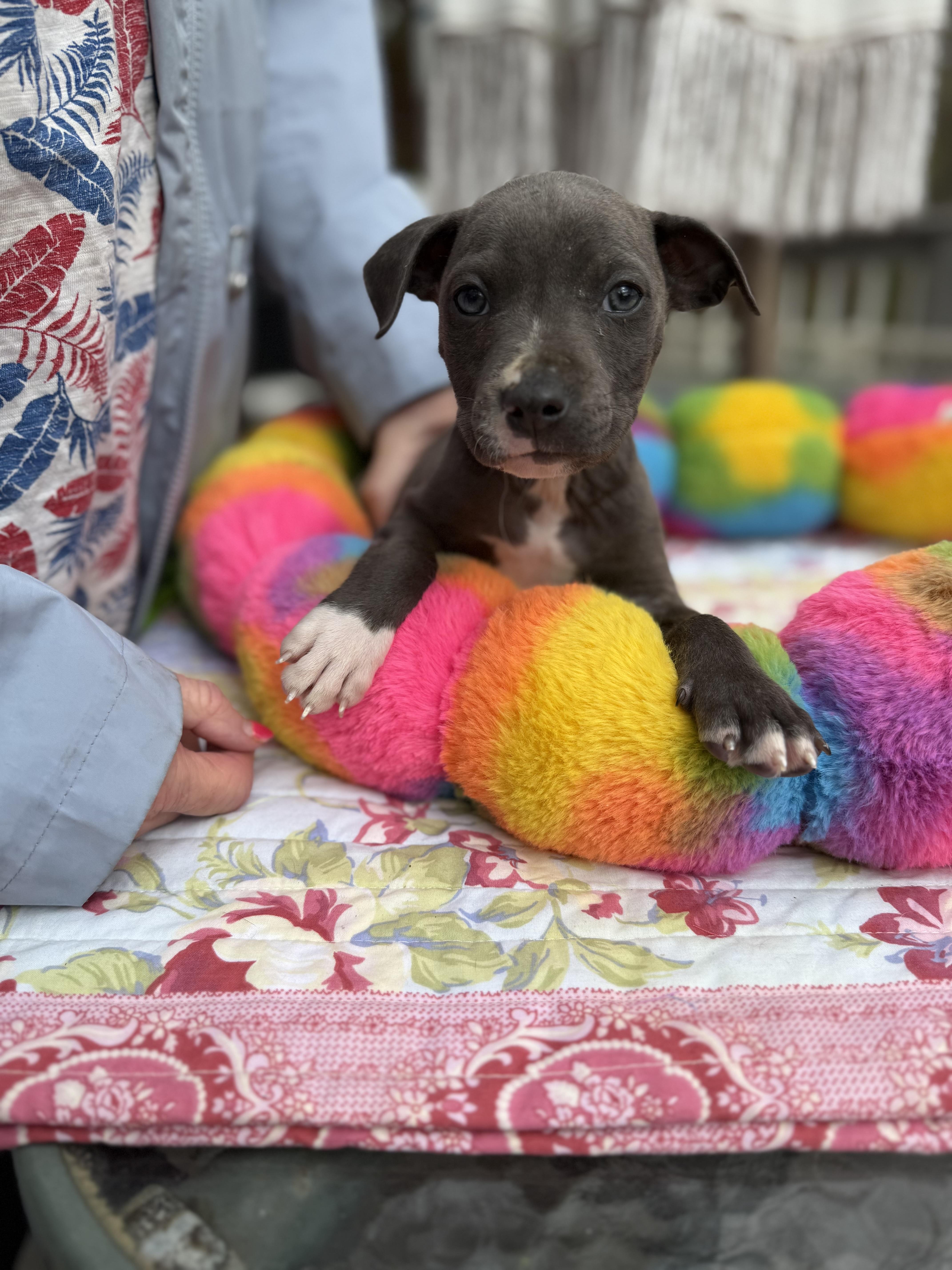 Franky, a ADOPTABLE mixed breed in White Lake, MI image 2/4