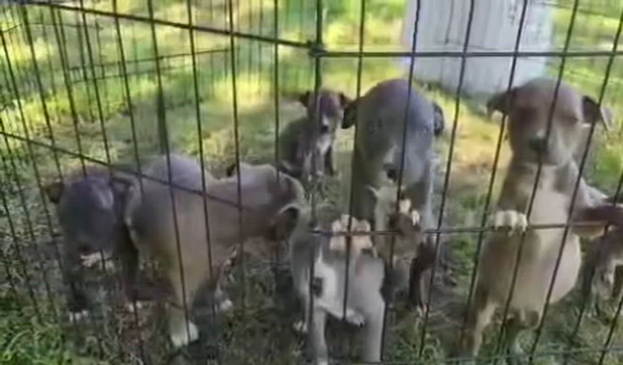 Enlarge Franky, a ADOPTABLE mixed breed in White Lake, MI video 4/4
