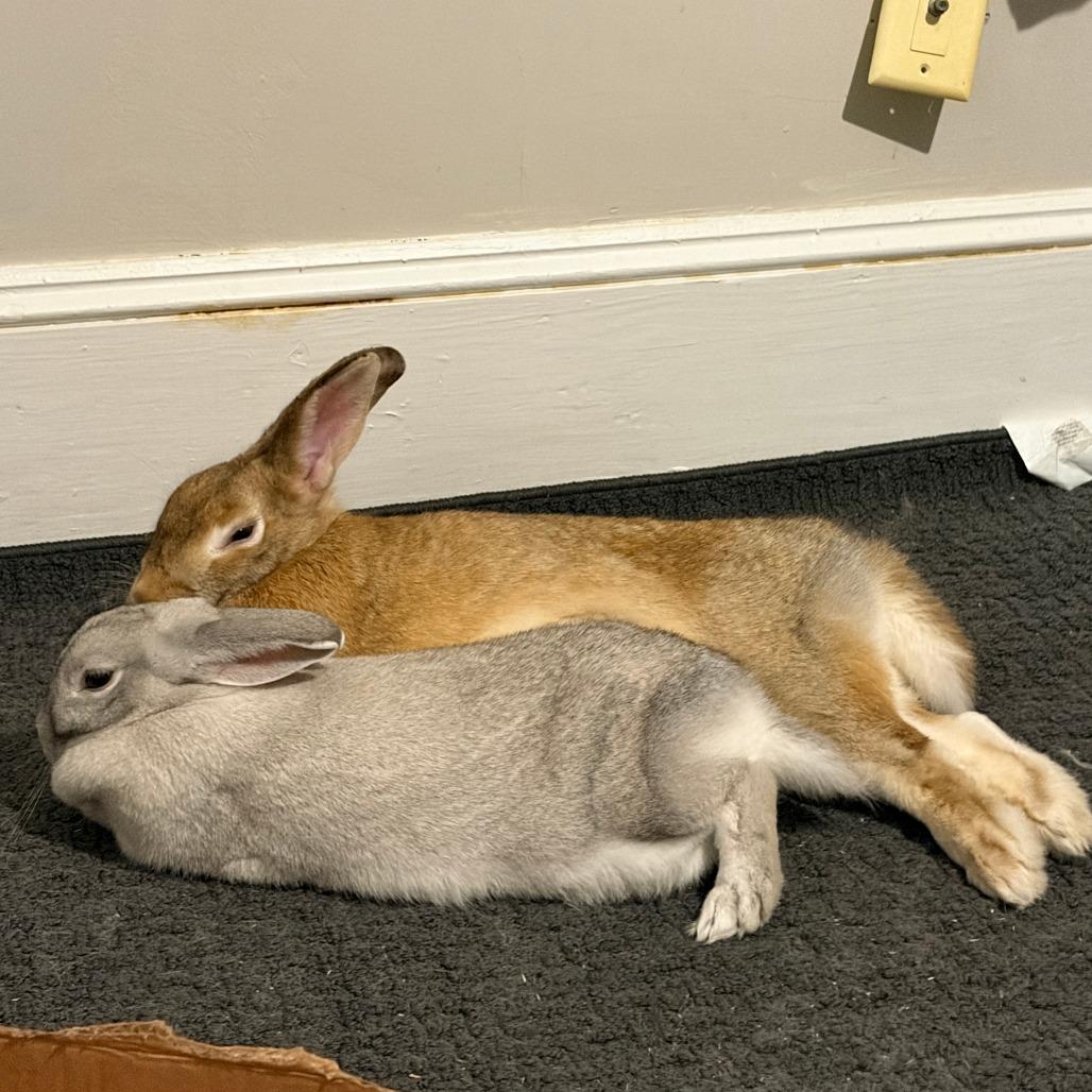 Chicago, Adoptable, Adult Female Bunny Rabbit.
