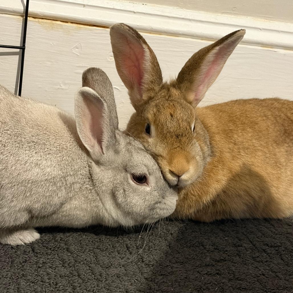 Enlarge Chicago, a Adoptable Bunny Rabbit in Asheville, NC image 2/6