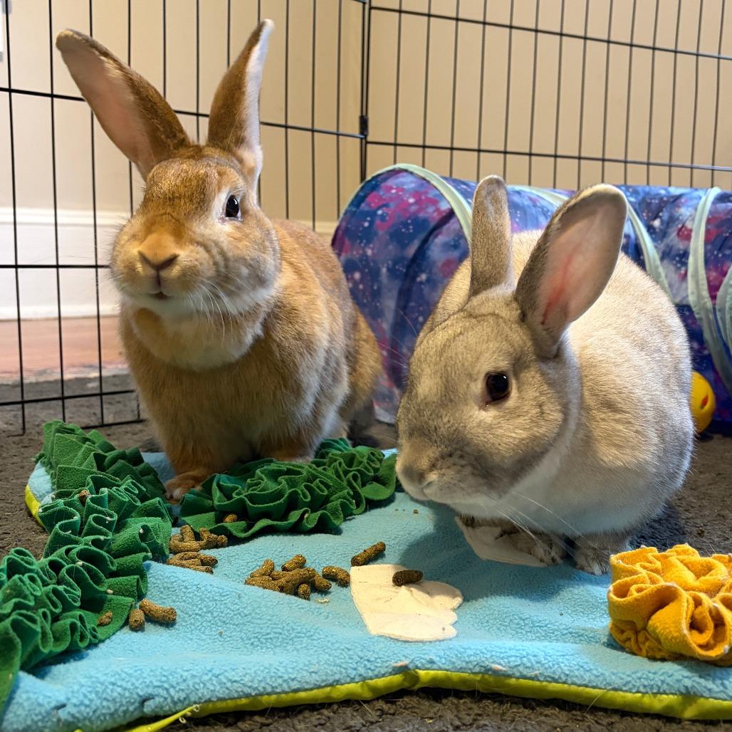 Enlarge Chicago, a Adoptable Bunny Rabbit in Asheville, NC image 3/6