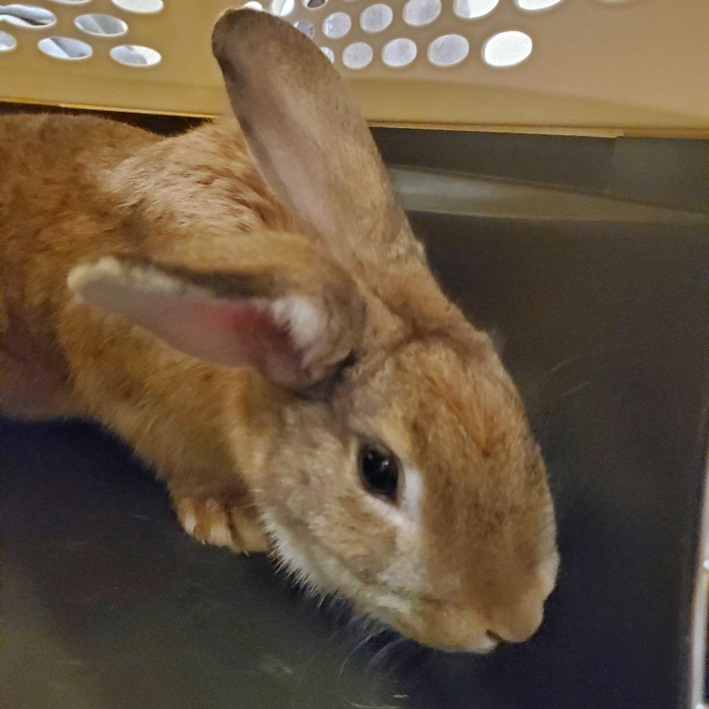 Enlarge Chicago, a Adoptable Bunny Rabbit in Asheville, NC image 4/6