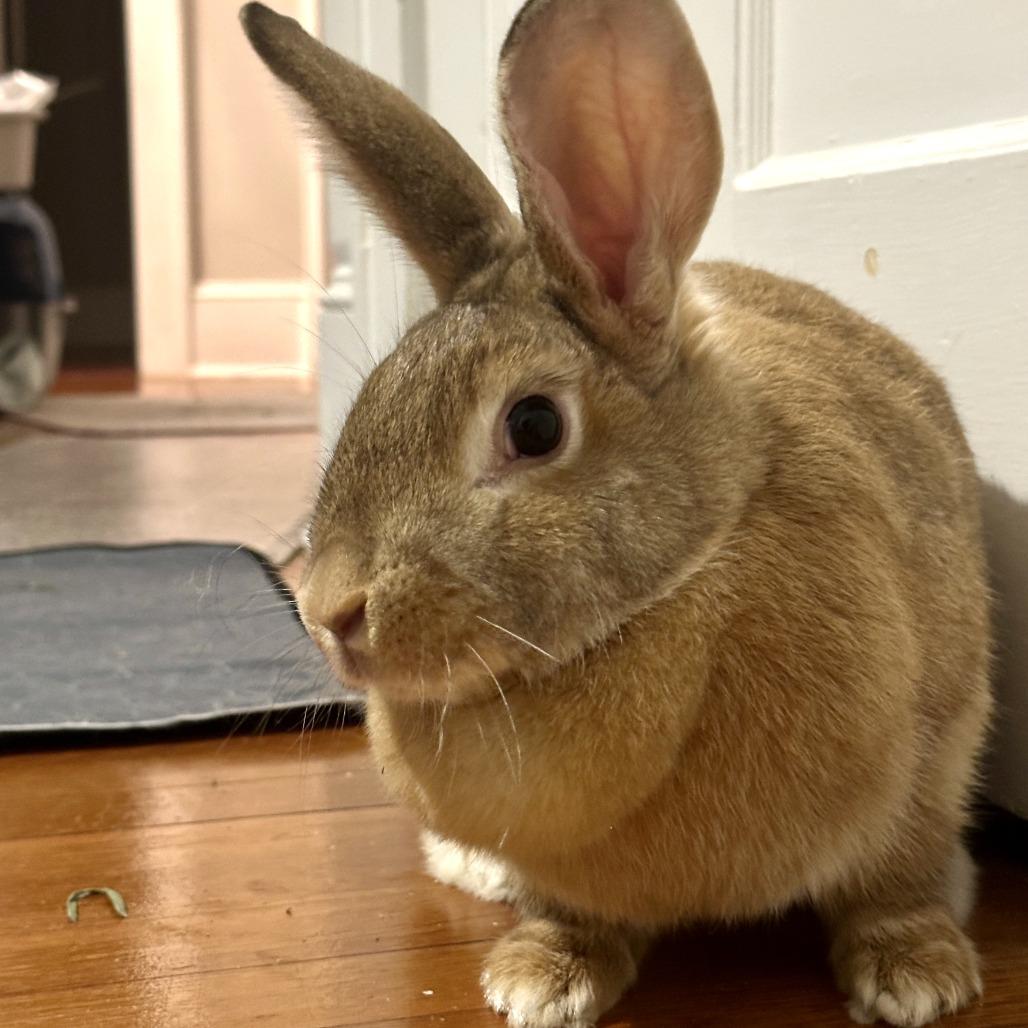Enlarge Chicago, a Adoptable Bunny Rabbit in Asheville, NC image 6/6