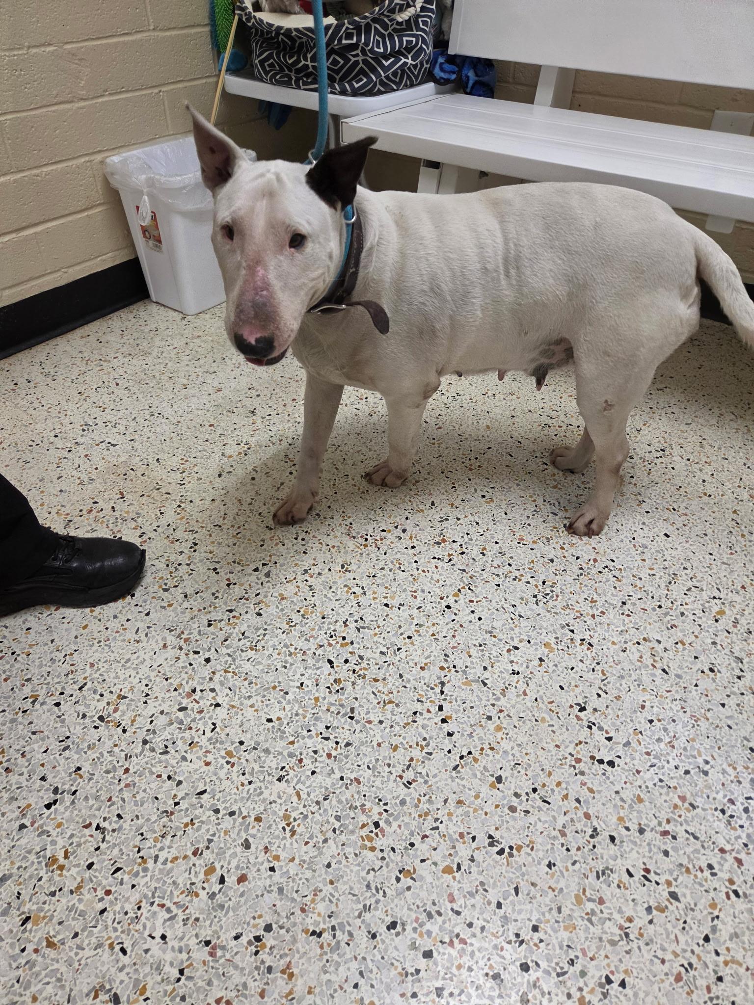 Enlarge Margo31476 (Rescue Only), a ADOPTABLE Bull Terrier in Rocky Mount, NC image 3/4