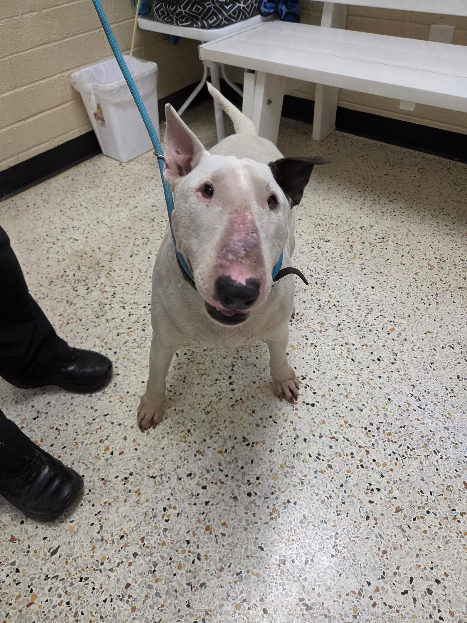 Margo31476 (Rescue Only), ADOPTABLE, Adult Female Bull Terrier.