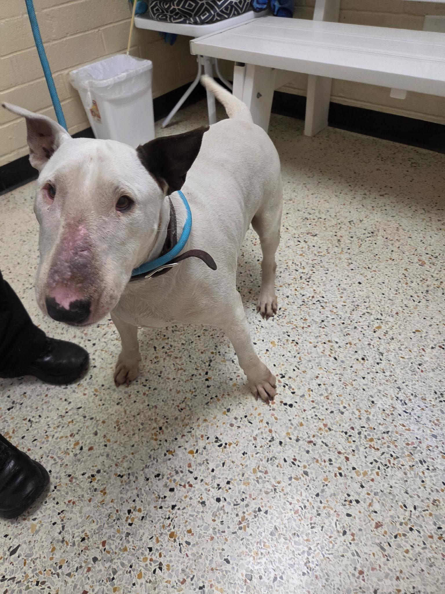 Enlarge Margo31476 (Rescue Only), a ADOPTABLE Bull Terrier in Rocky Mount, NC image 2/4