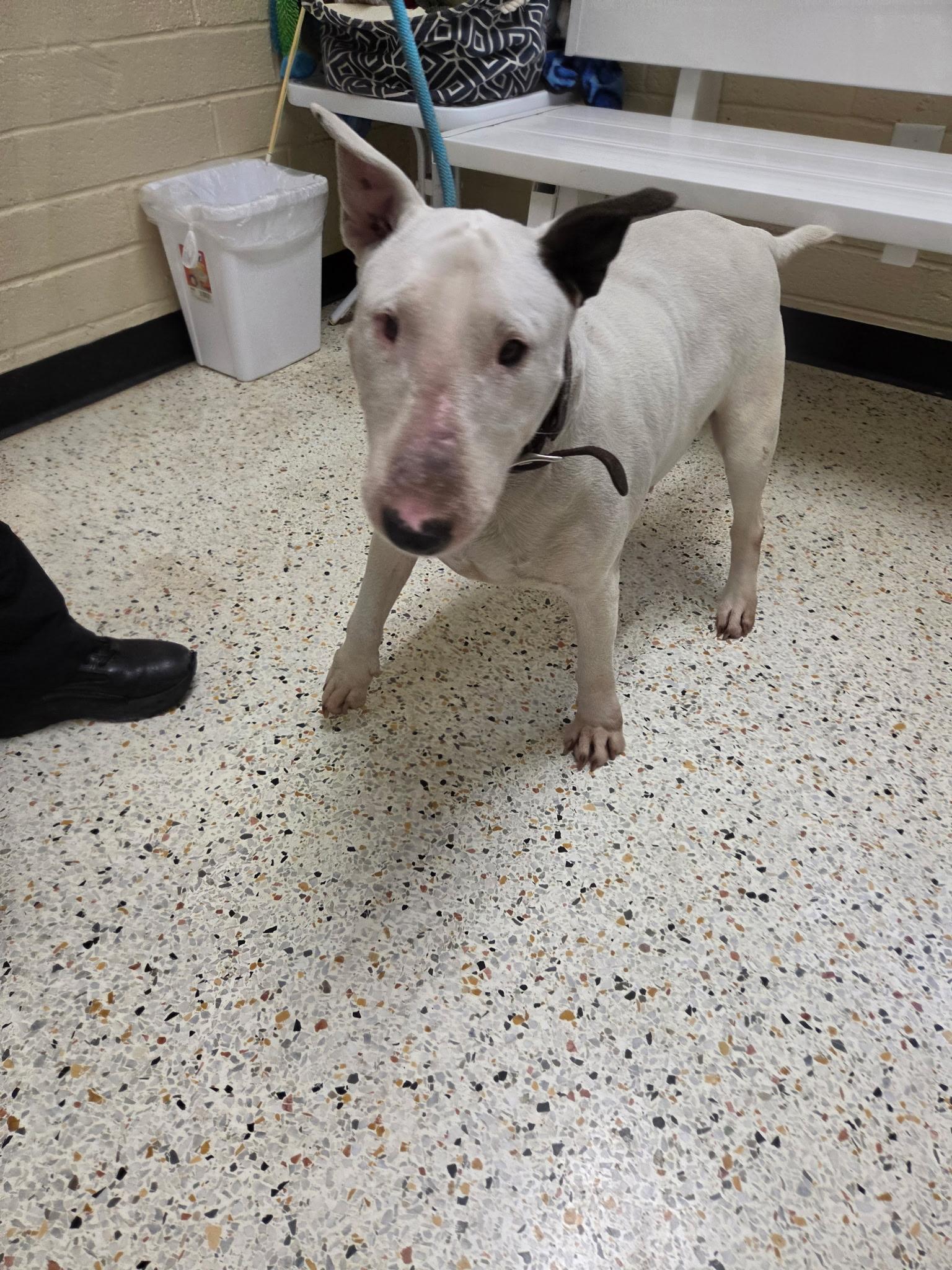 Enlarge Margo31476 (Rescue Only), a ADOPTABLE Bull Terrier in Rocky Mount, NC image 4/4