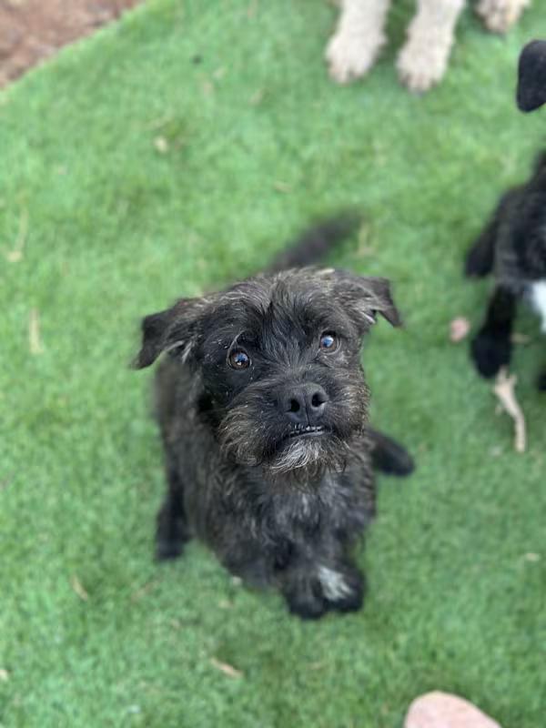 Huckleberry Finn, adoptable, Puppy Male Boston Terrier & Miniature Poodle.