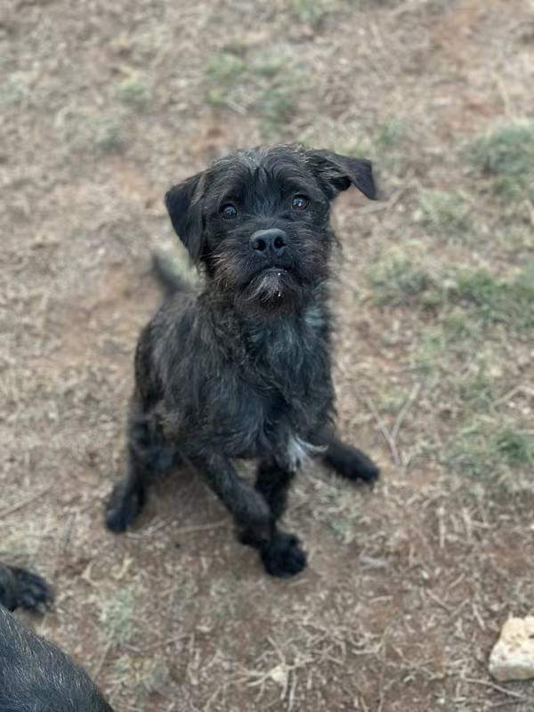 Huckleberry Finn, an adoptable mixed breed in Atlanta, GA image 2/4