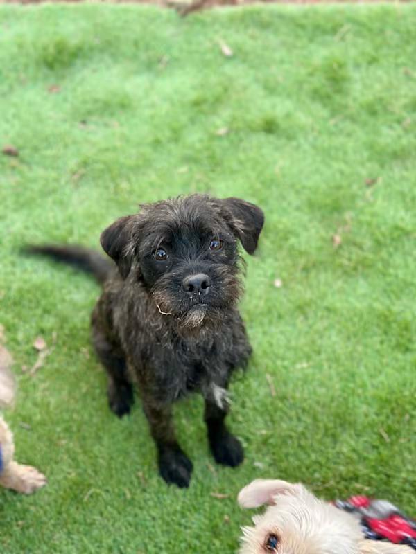 Huckleberry Finn, an adoptable mixed breed in Atlanta, GA image 4/4