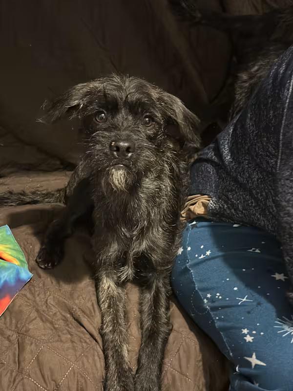 Huckleberry Finn, an adoptable mixed breed in Atlanta, GA image 3/4