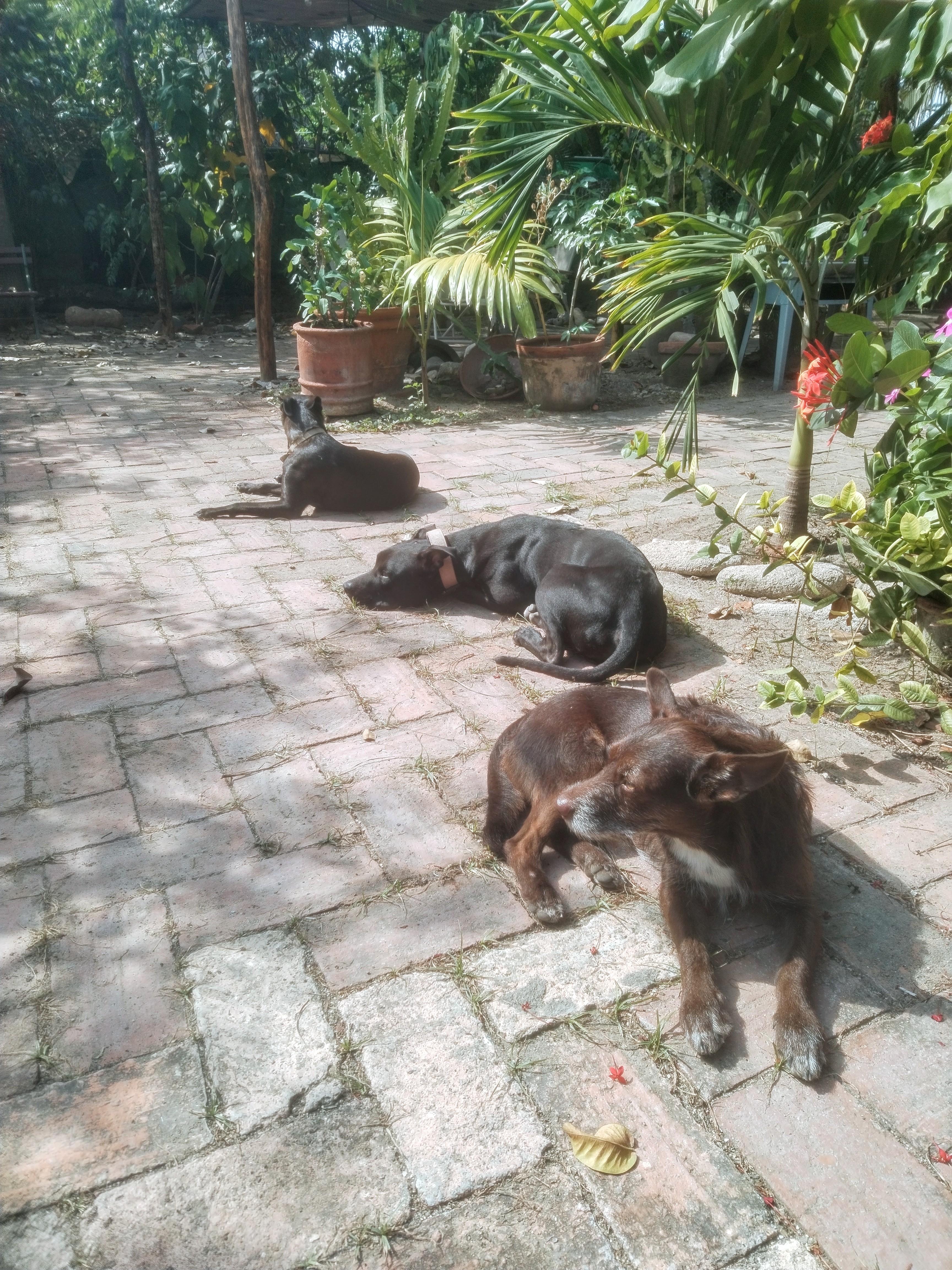 Enlarge Byron, a Adoptable mixed breed in Vancouver, BC image 3/6