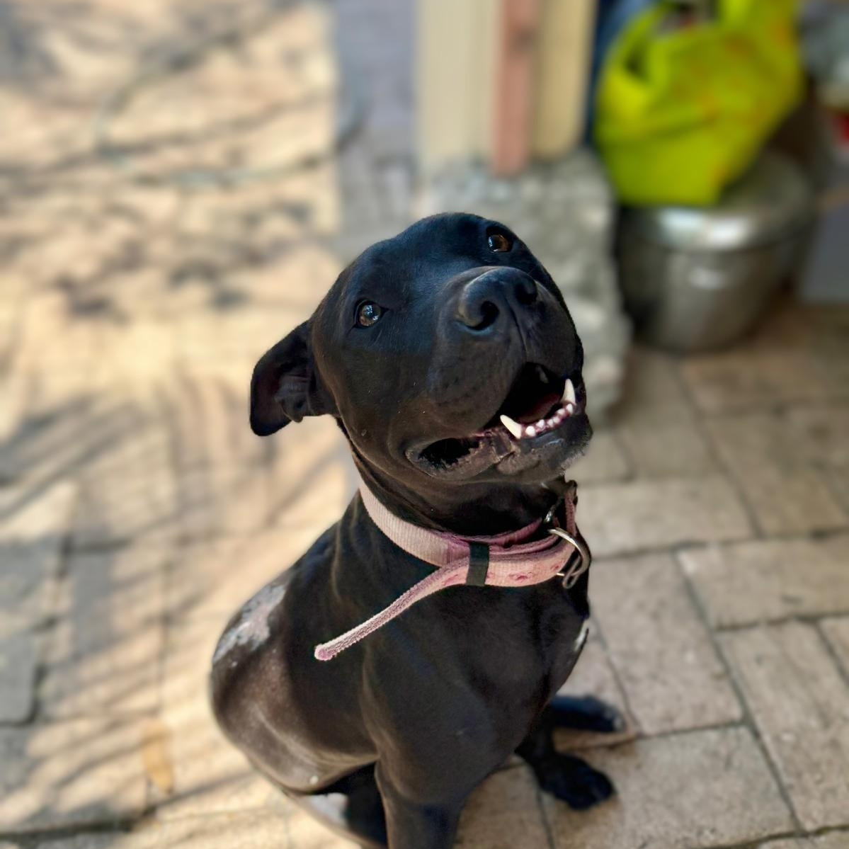 Byron, Adoptable, Young Male Labrador Retriever.