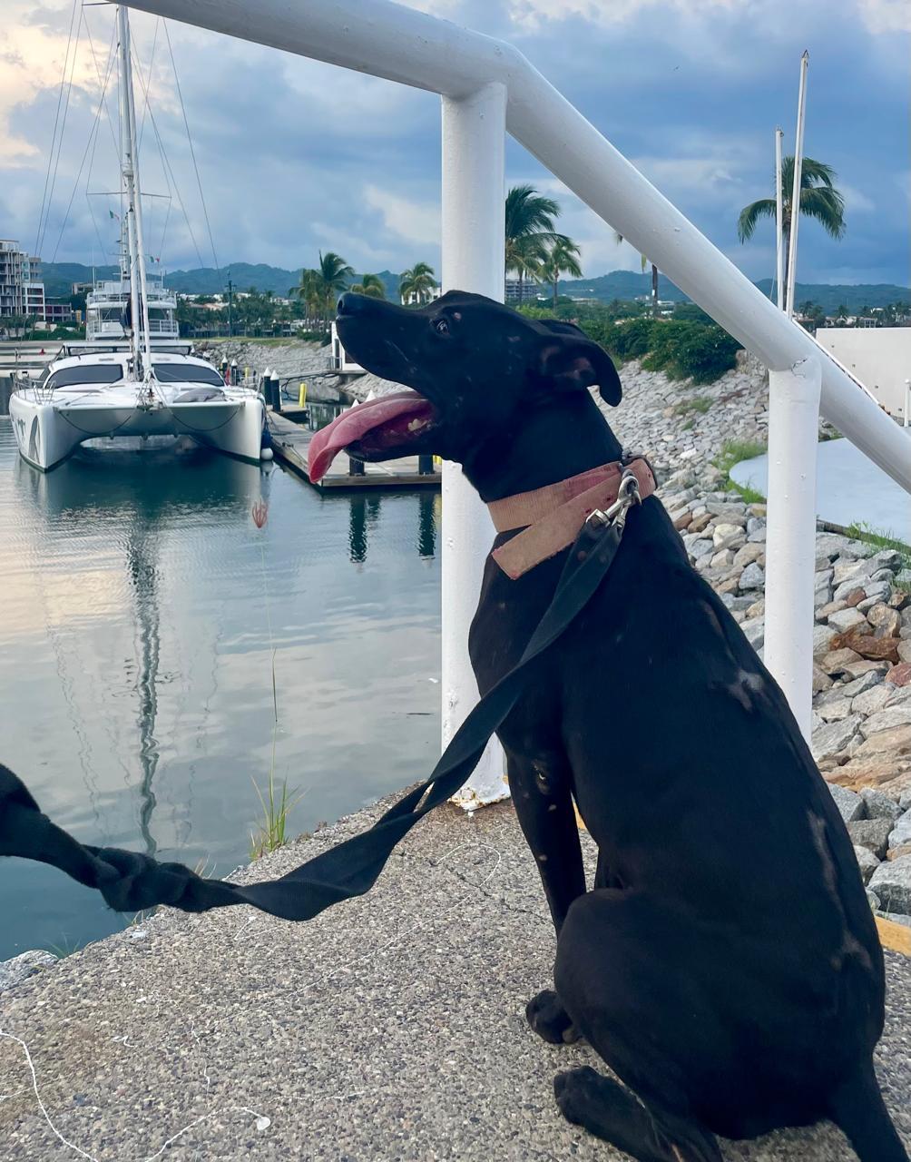 Enlarge Byron, a Adoptable mixed breed in Vancouver, BC image 6/6