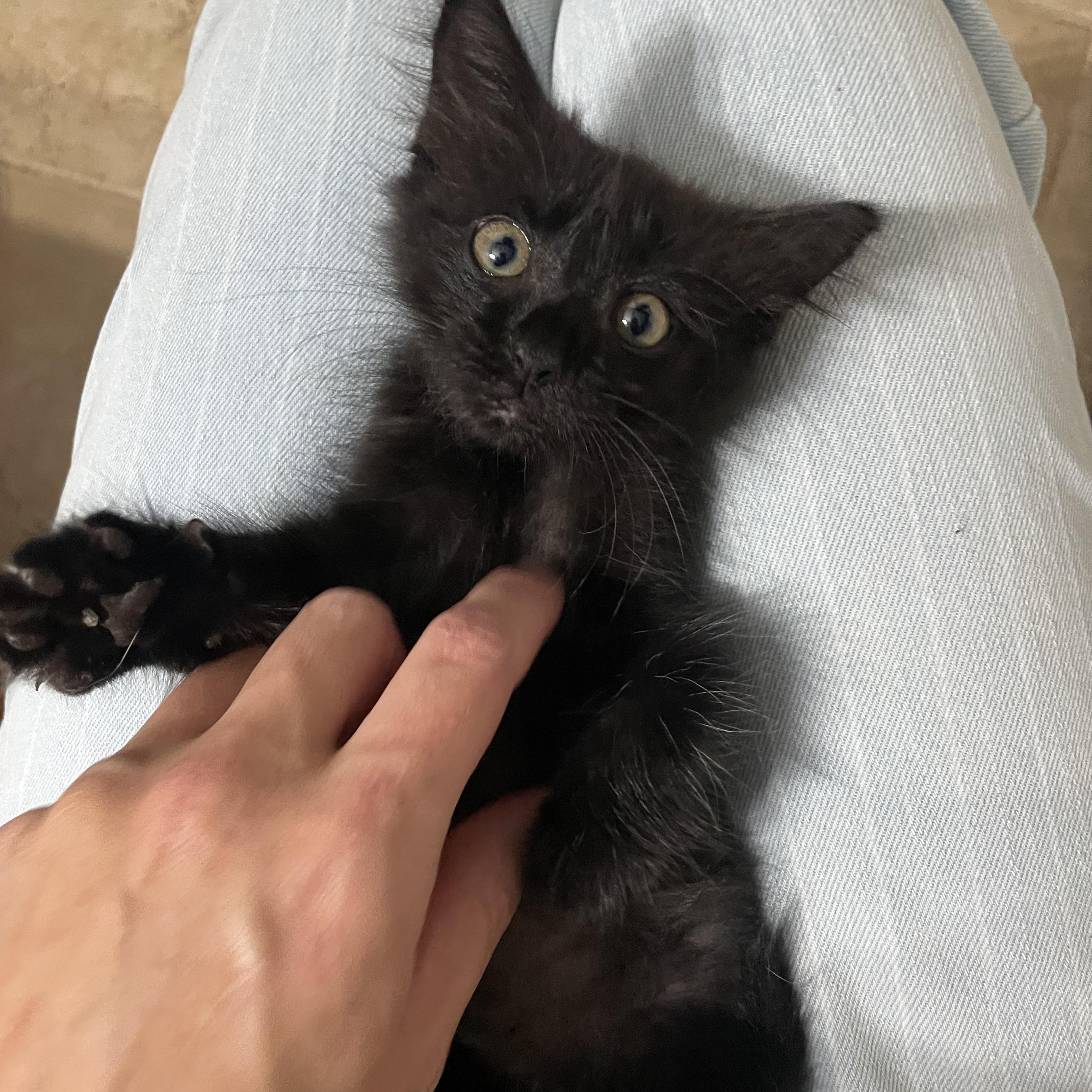 Salem, a Adoptable Domestic Medium Hair in Seneca, SC image 1/3