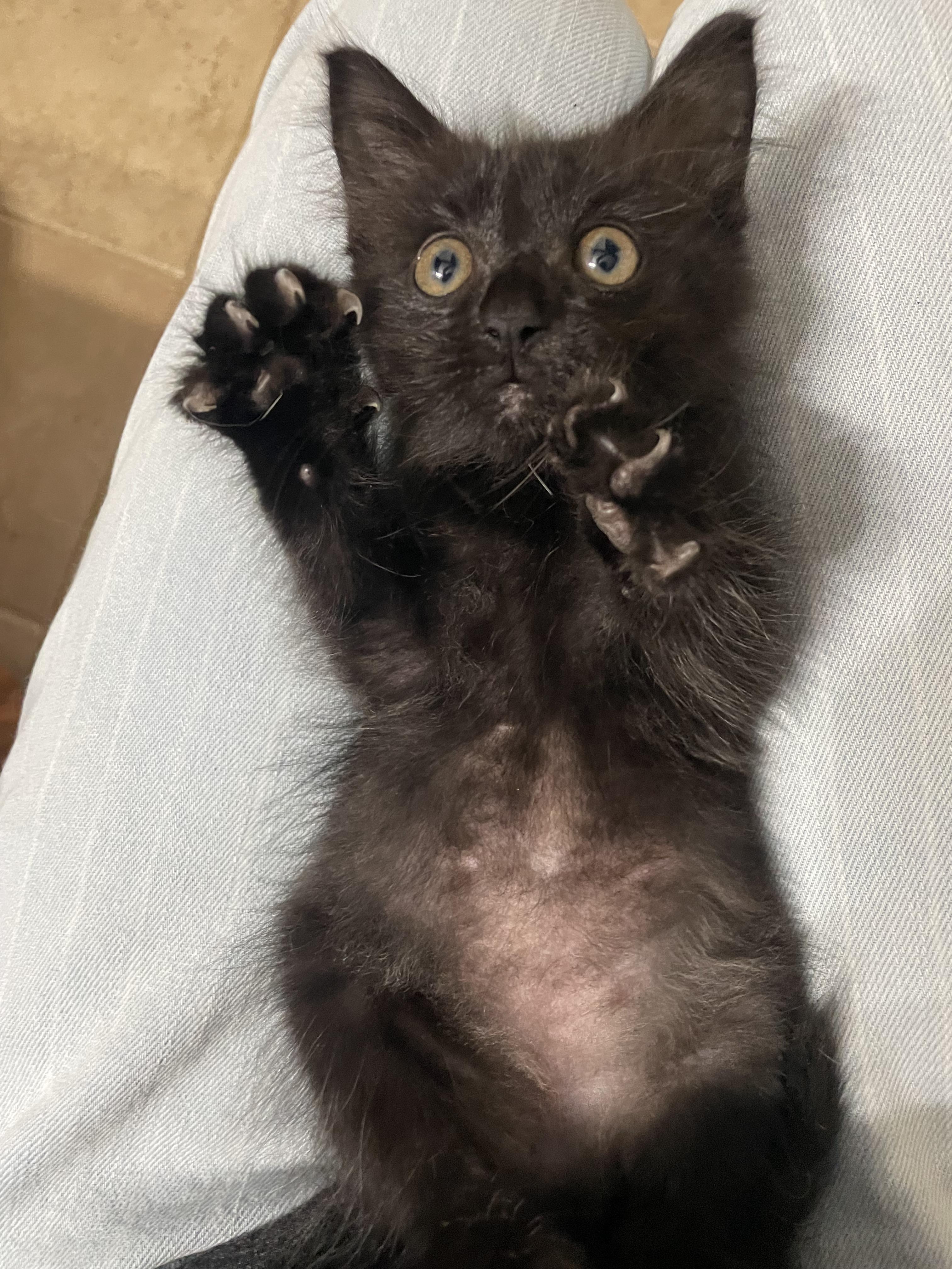 Salem, a Adoptable Domestic Medium Hair in Seneca, SC image 2/3