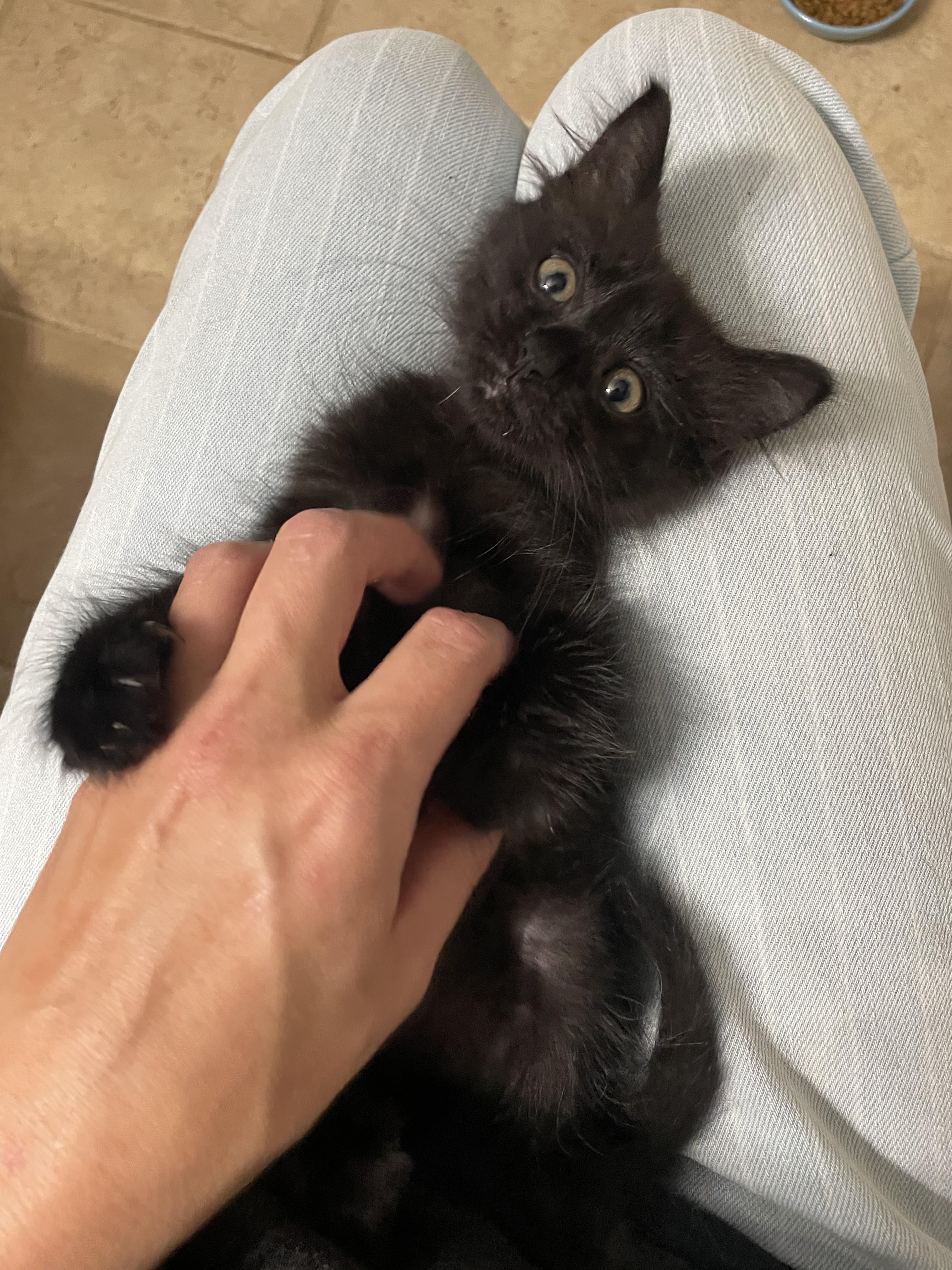 Salem, a Adoptable Domestic Medium Hair in Seneca, SC image 3/3